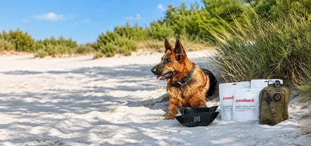 Schaeferhund am Strand